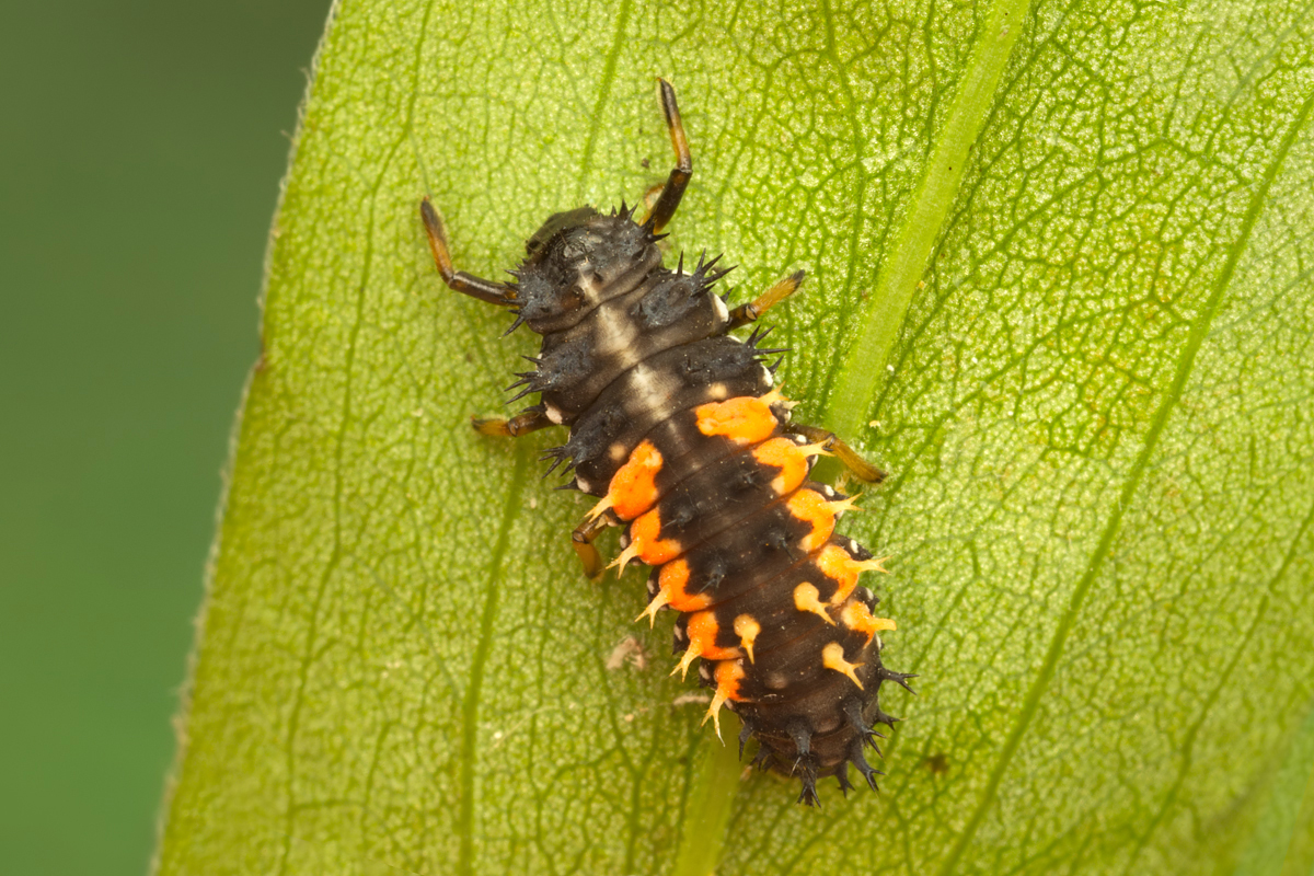 Harlequin Ladybird Larva 2